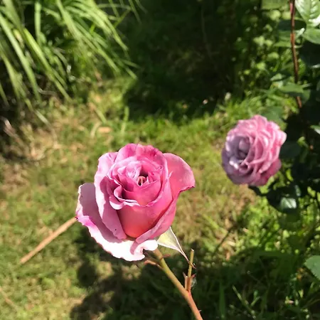 Le Coin Des Piplettes Holiday home Le Dezert