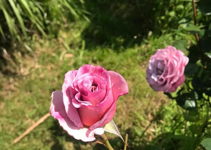 Le Coin Des Piplettes Tatil Evi Le Dézert